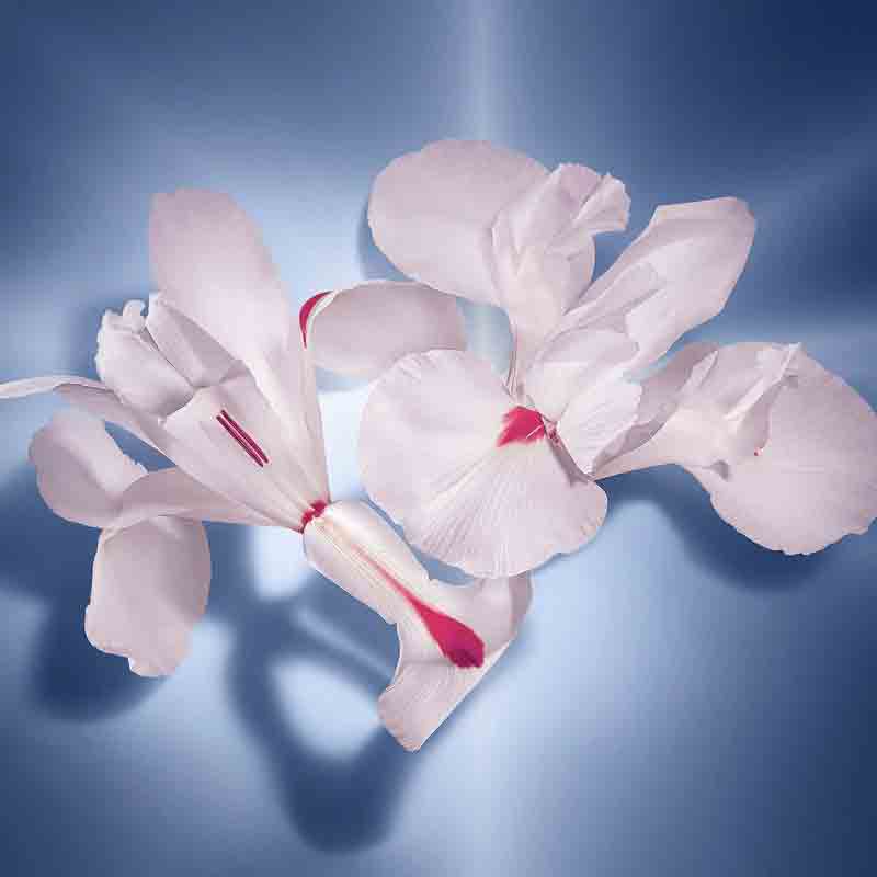 Lancôme La Vie Est Belle Eau de Parfum